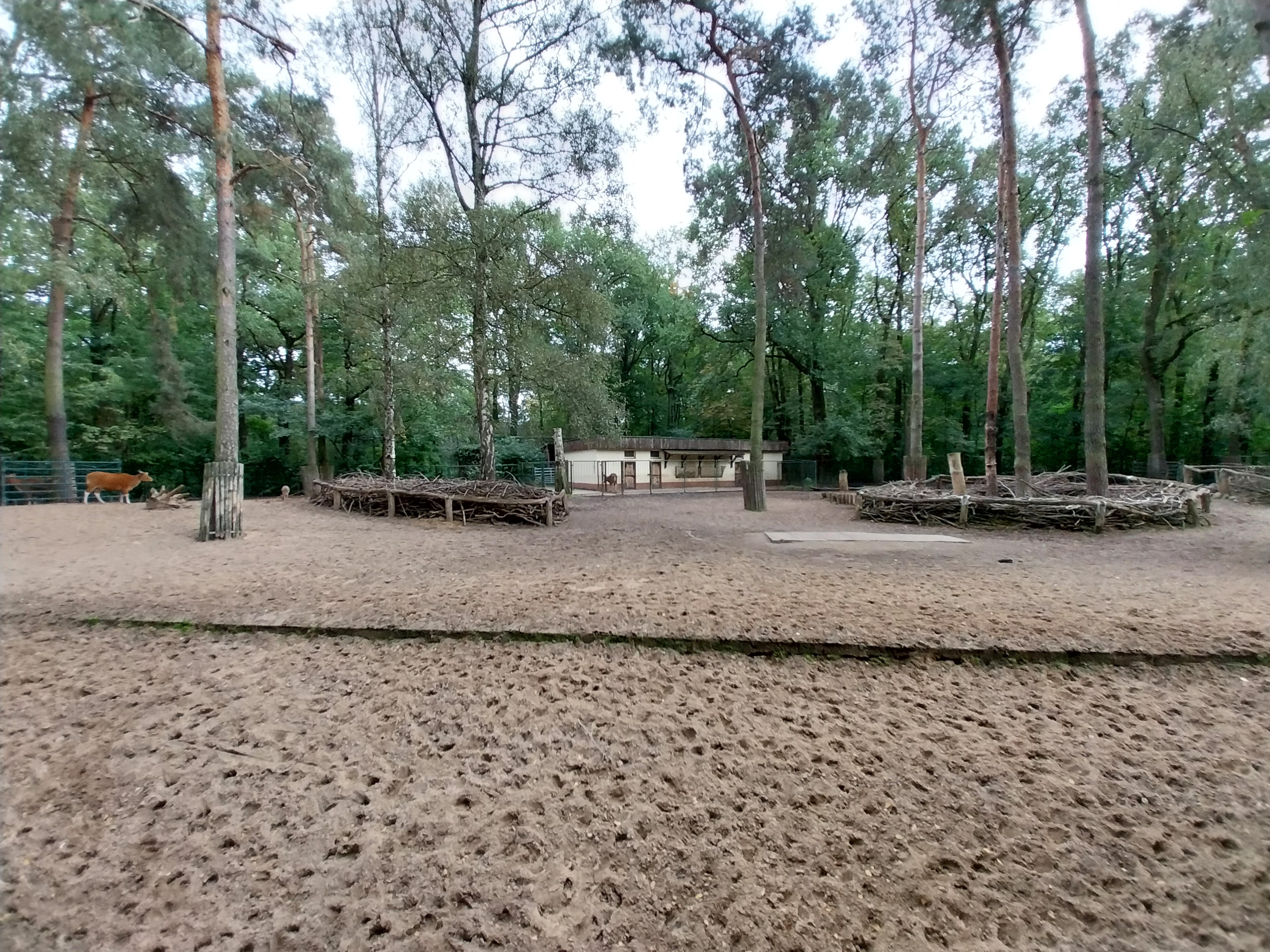 Javan Banteng (Bos javanicus javanicus) and Axis Deer (Axis axis) enclosure
