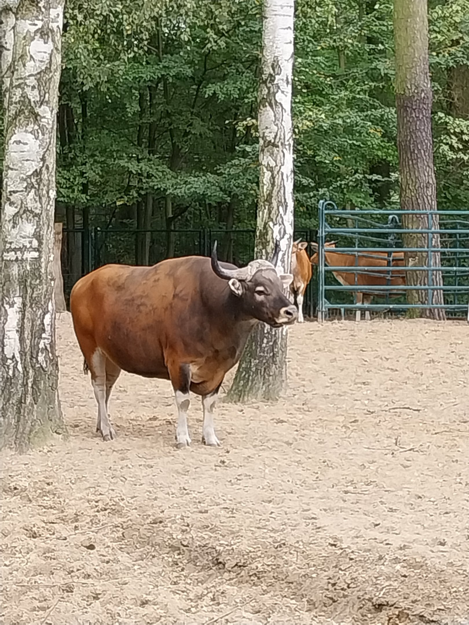 Javan Banteng (Bos javanicus javanicus) and Axis Deer (Axis axis) enclosure