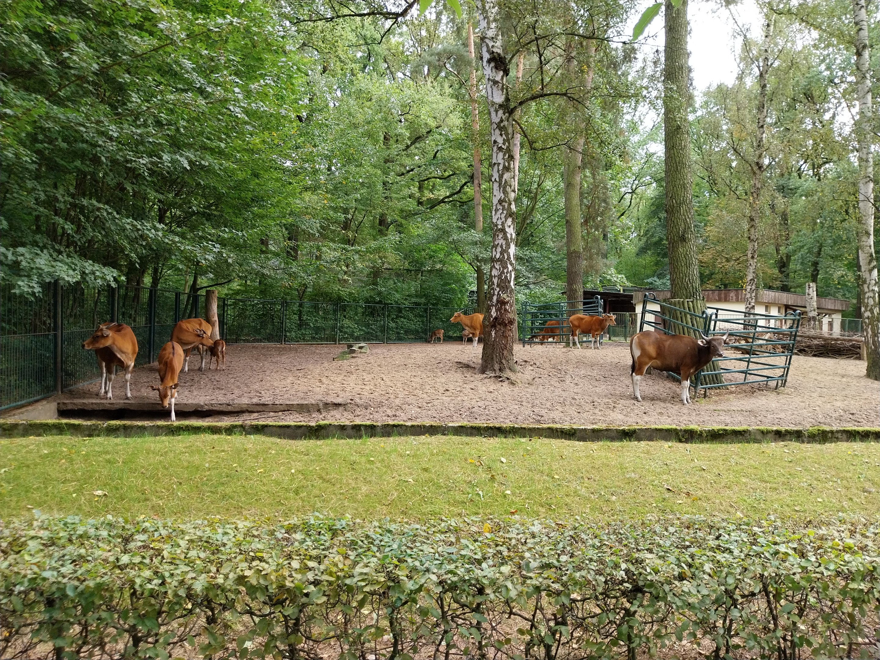 Javan Banteng (Bos javanicus javanicus) and Axis Deer (Axis axis) enclosure