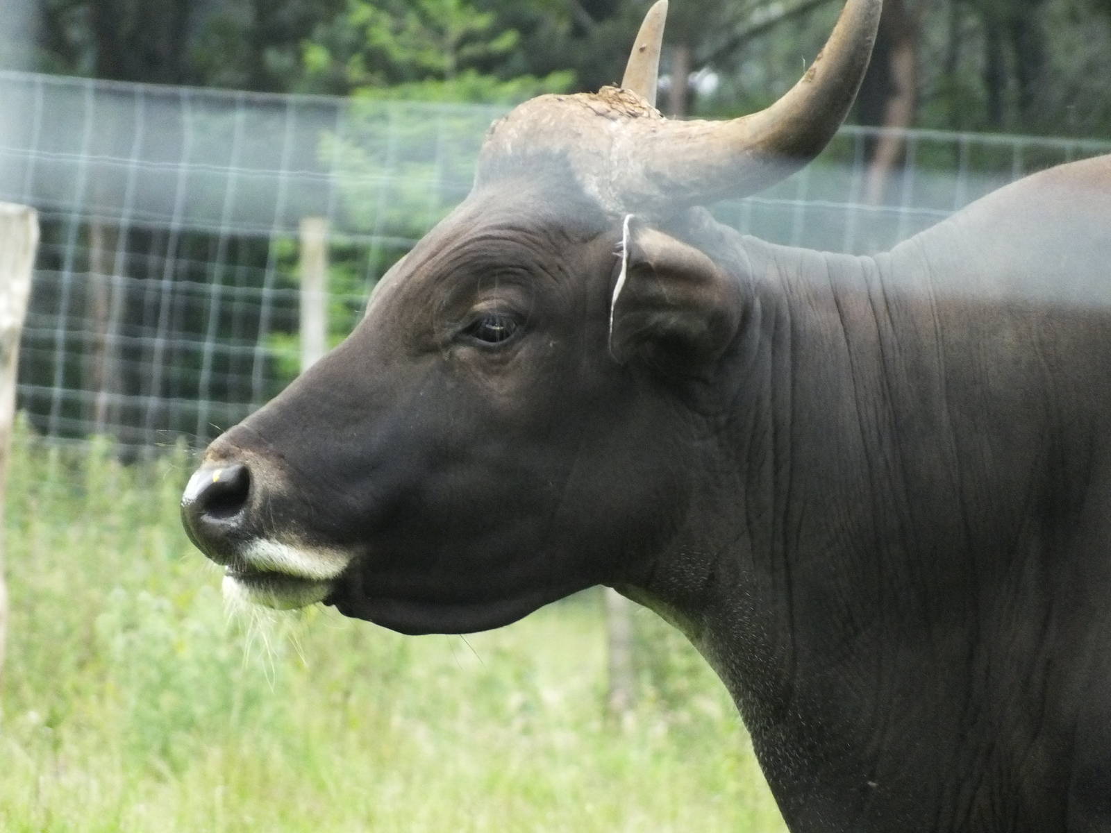 Javan Banteng (Bos javanicus javanicus) at Edinburgh Zoo - July 6th 2012
