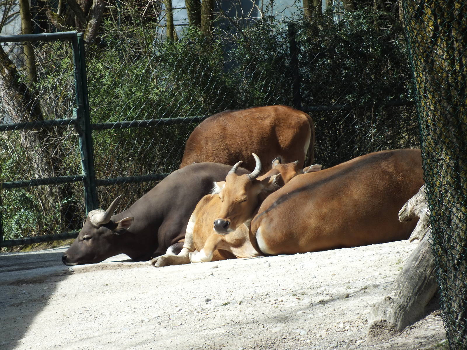 Javan Banteng (Bos javanicus javanicus) at Tierpark Hellabrunn - April 9th