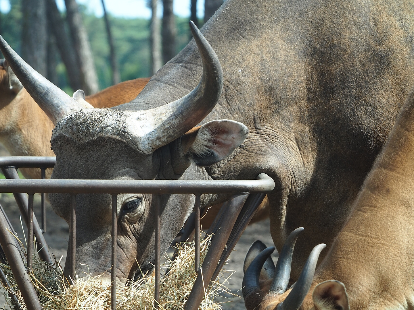 Javan banteng (Bos javanicus javanicus) bull, 2022-06-12