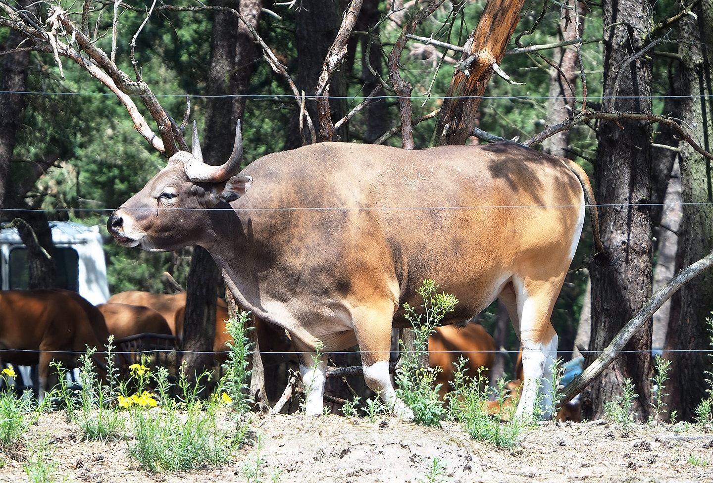 Javan banteng (Bos javanicus javanicus) bull, 2022-06-12
