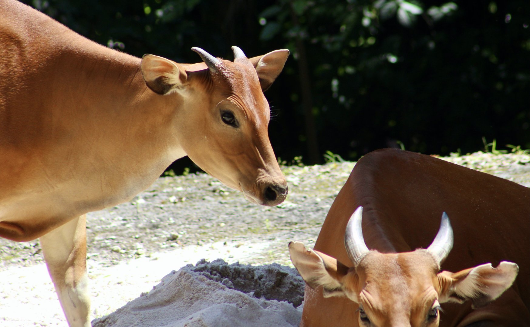 Javan Banteng (Bos javanicus javanicus) calf