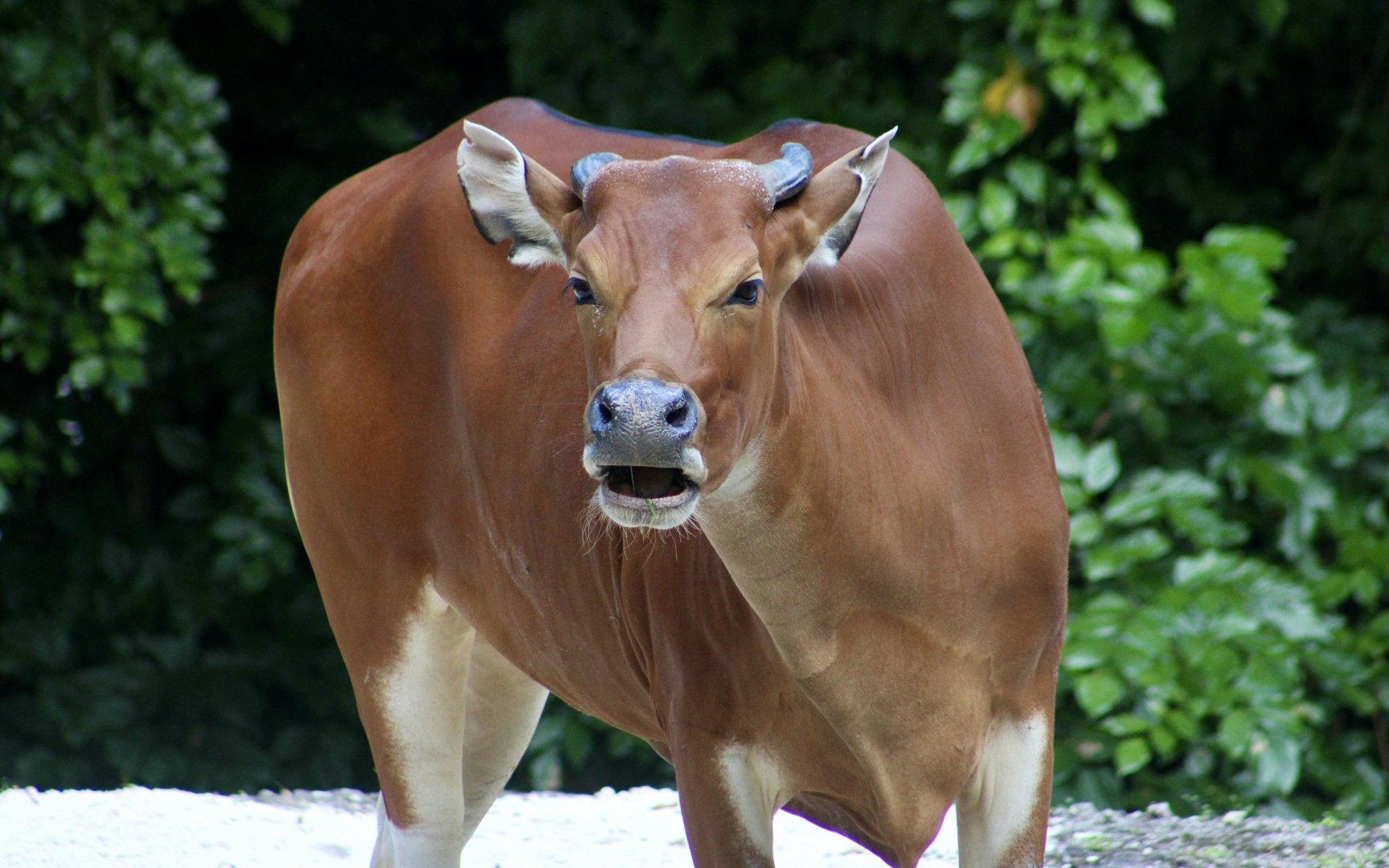 Javan Banteng (Bos javanicus javanicus) female