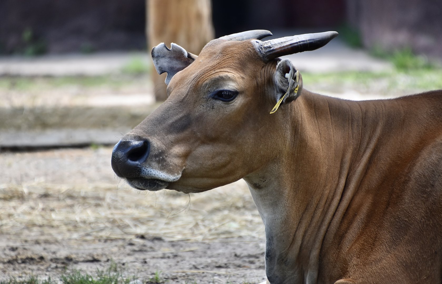 Javan Banteng (Bos javanicus javanicus) female