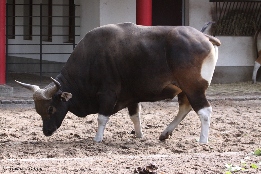 Javan Banteng (Bos javanicus javanicus) - male