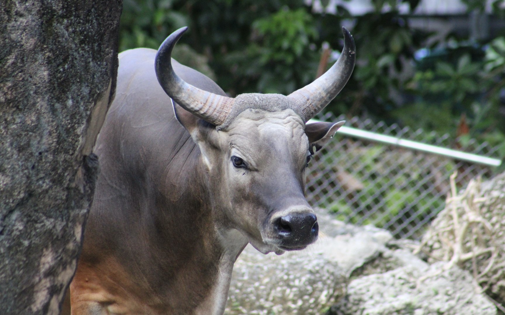 Javan Banteng (Bos javanicus javanicus) male