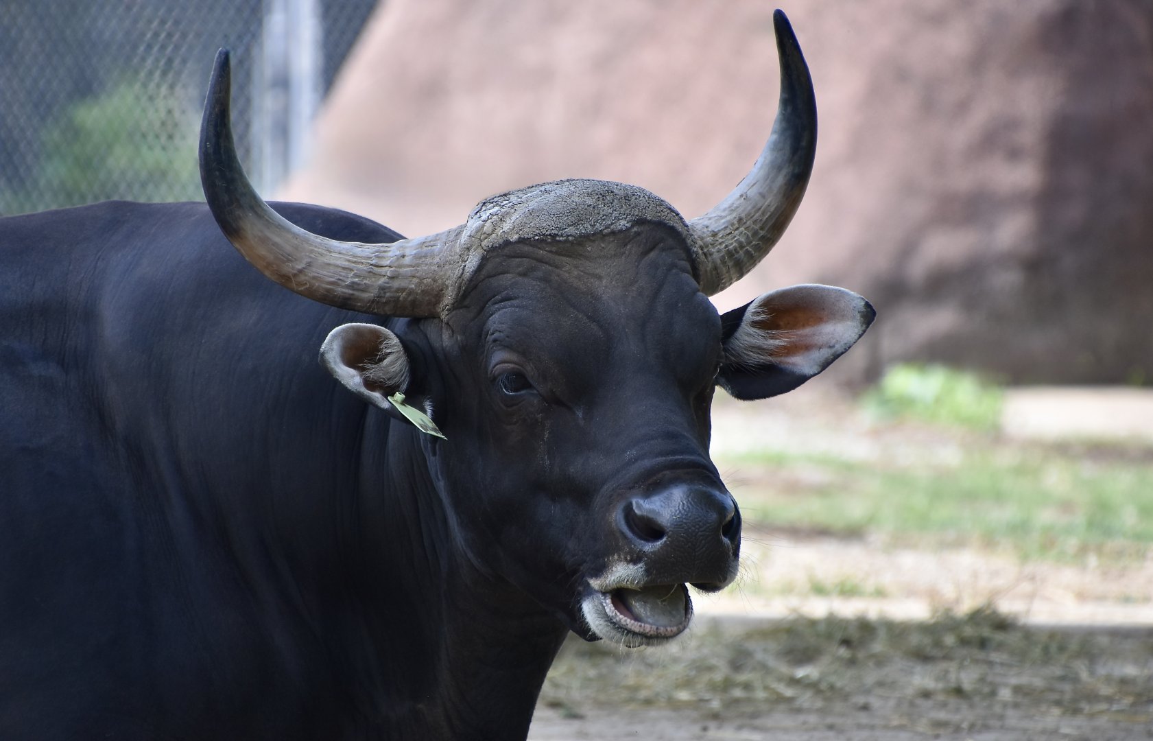 Javan Banteng (Bos javanicus javanicus) male