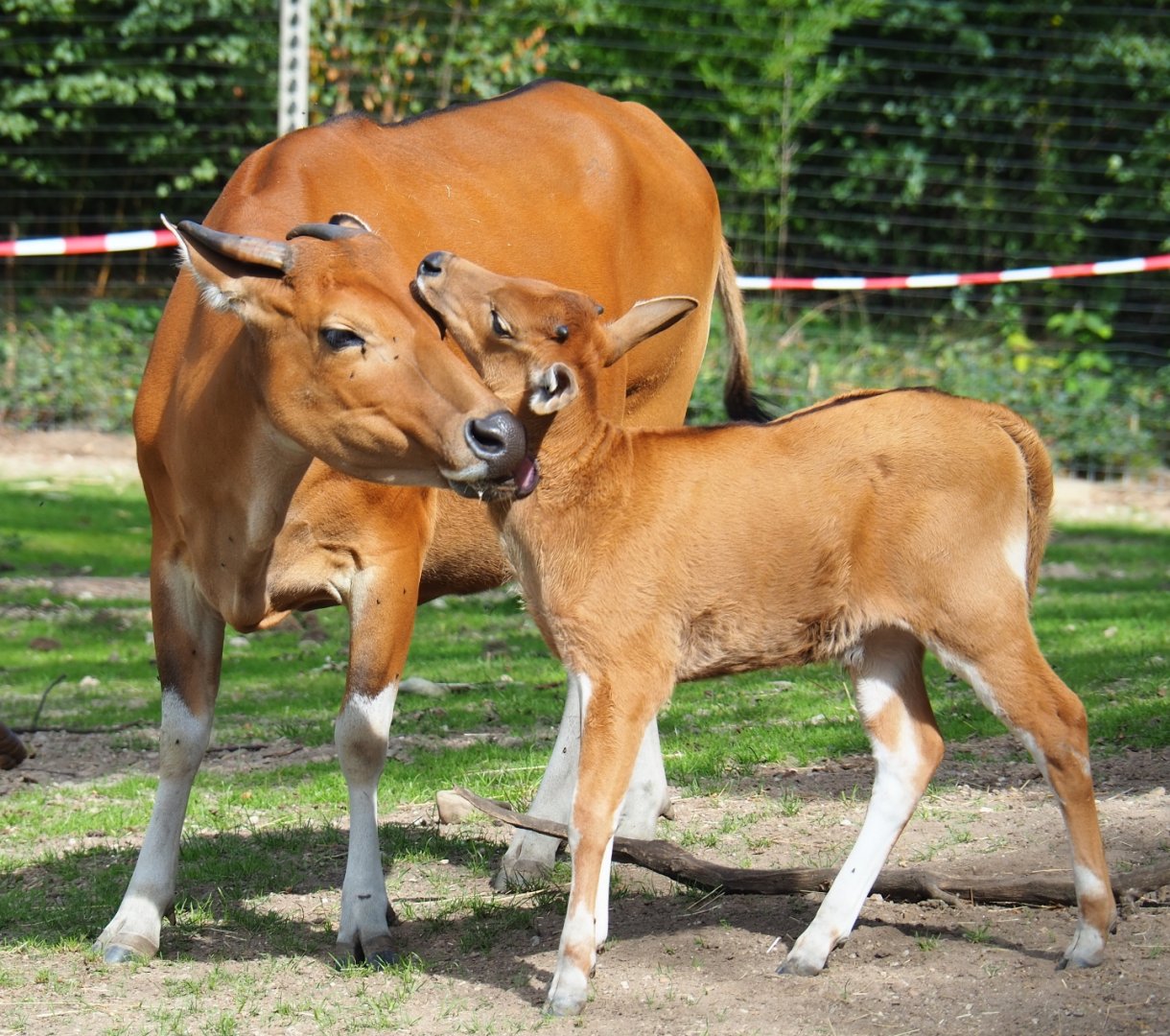 Javan banteng (Bos javanicus javanicus) with calf (Sep 16th, 2018)