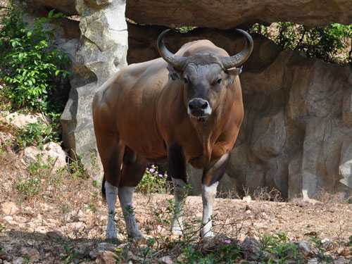 Javan banteng / Bos javanicus javanicus