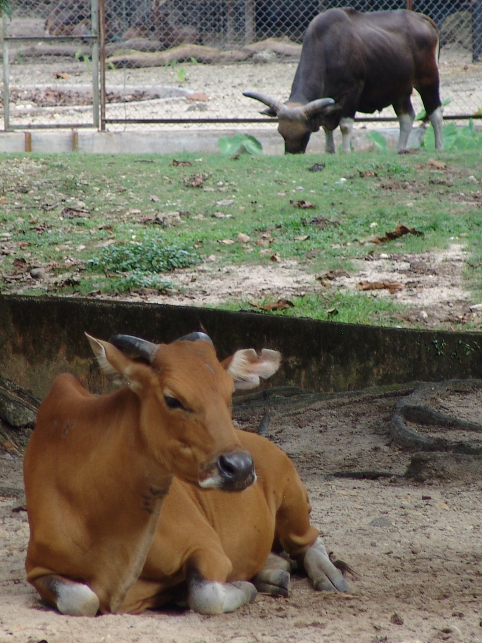 Javan Banteng (Bos javanicus javanicus)