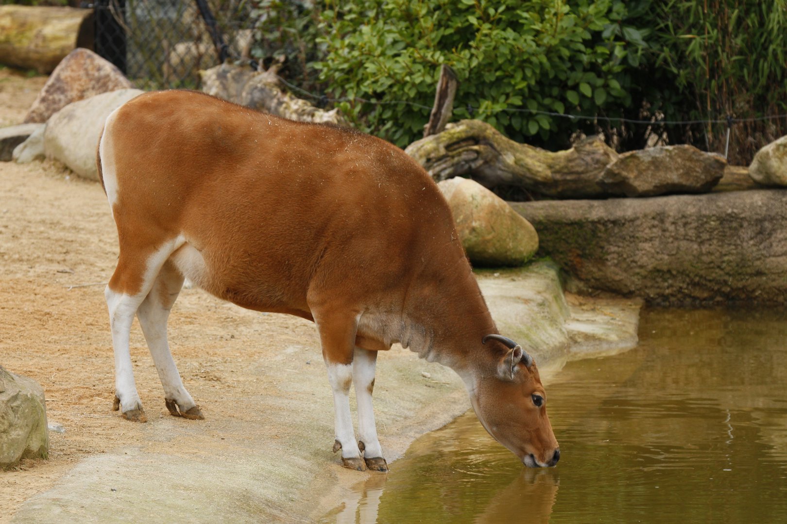 Javan banteng (Bos javanicus javanicus)