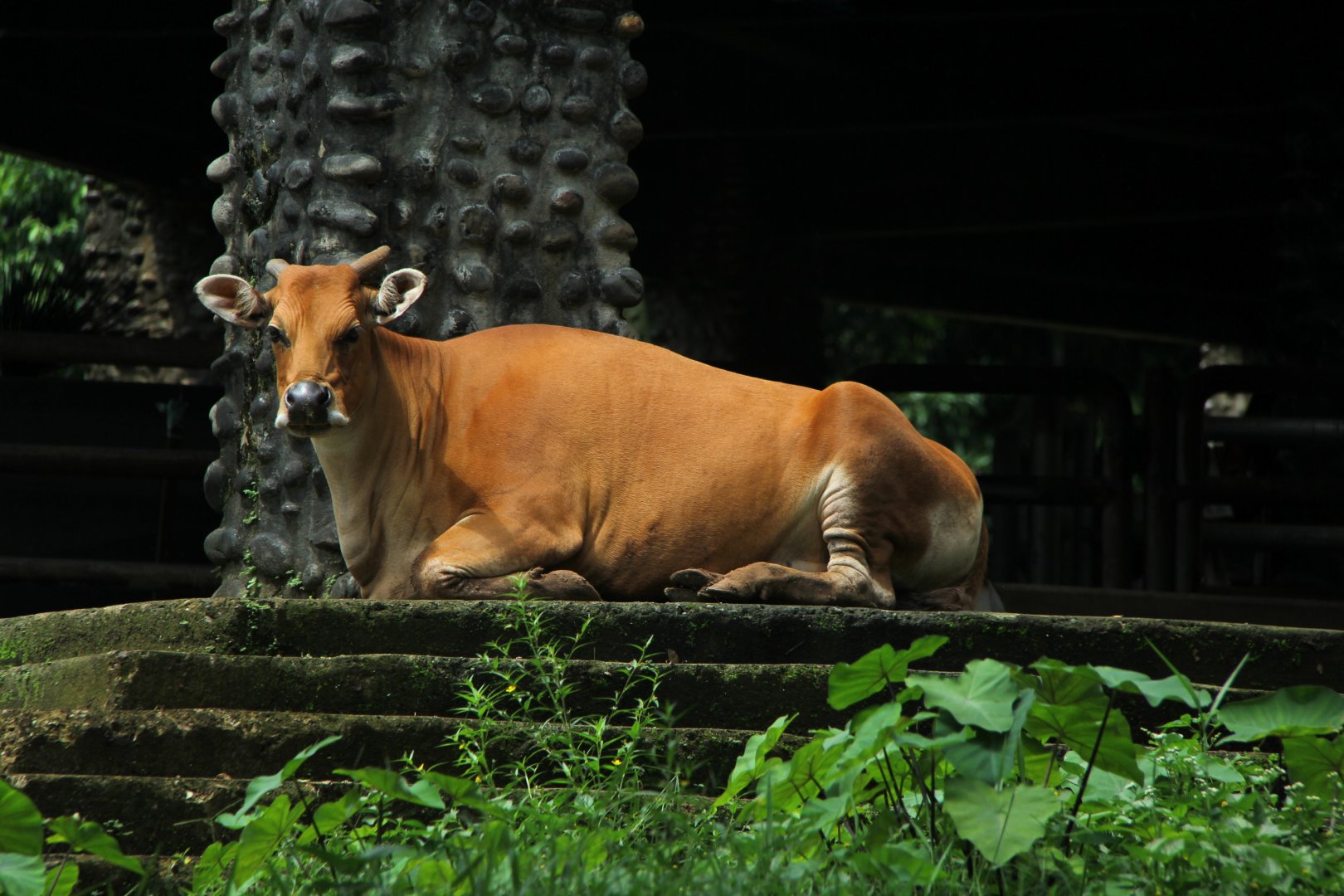 Javan Banteng (Bos javanicus javanicus)