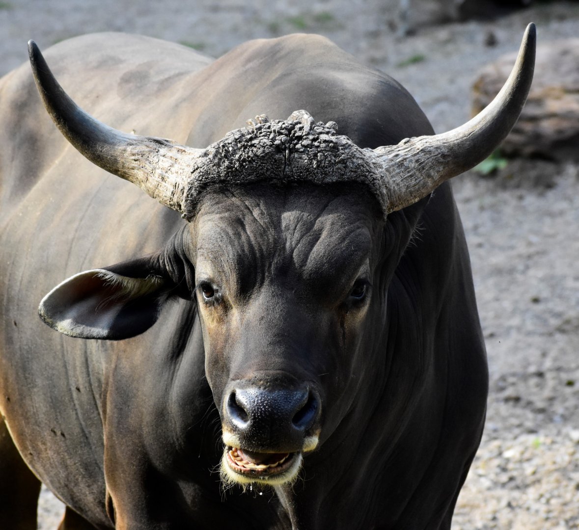Javan Banteng (Bos javanicus javanicus)