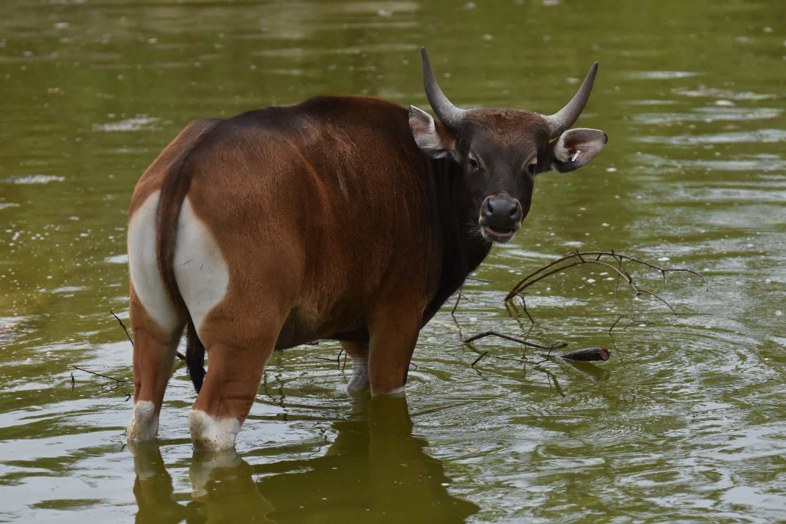 Javan banteng (Bos javanicus javanicus)