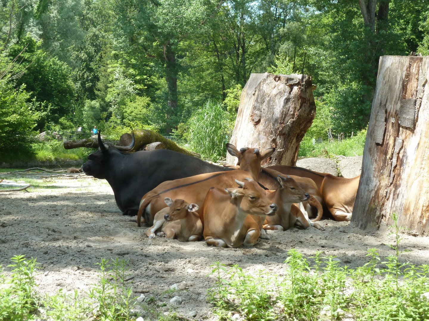 Javan banteng - Bos javanicus javanicus