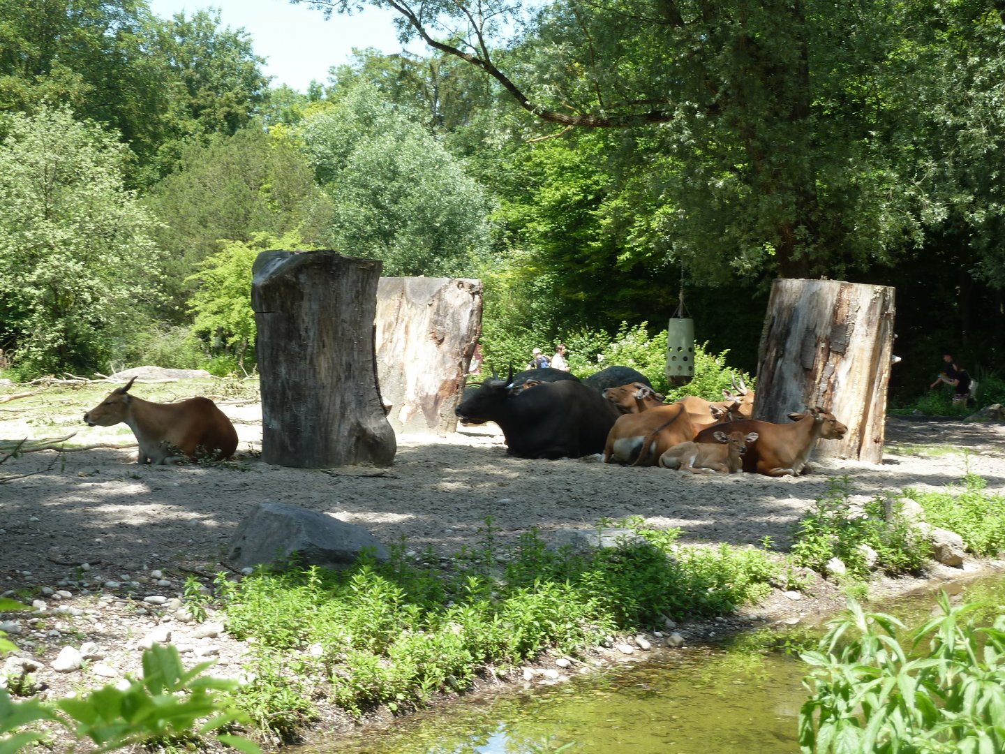 Javan banteng - Bos javanicus javanicus