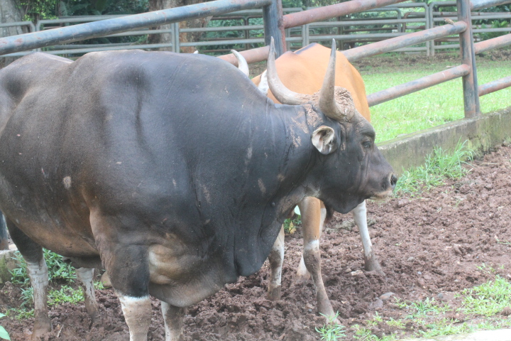Javan banteng (Bos javanicus javanicus)