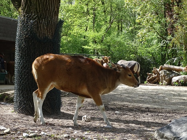 Javan banteng (Bos javanicus javanicus)