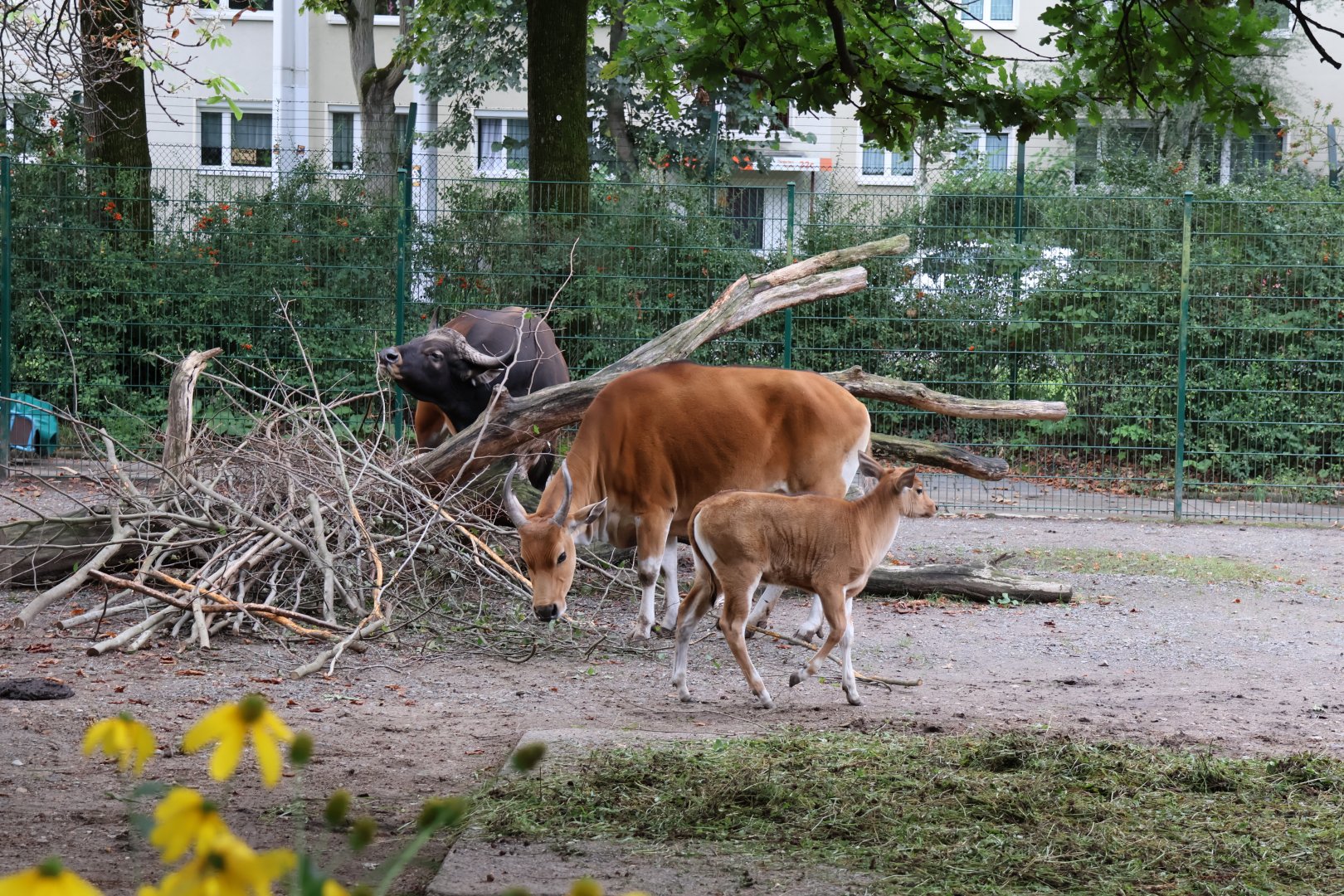 Javan banteng (Bos javanicus javanicus)