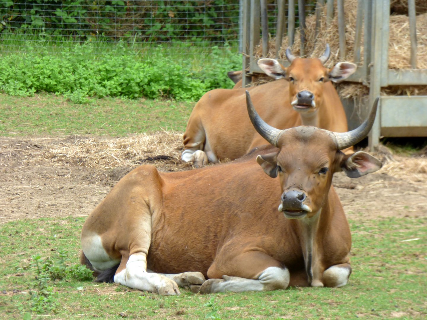 Javan banteng (Bos javanicus javanicus)