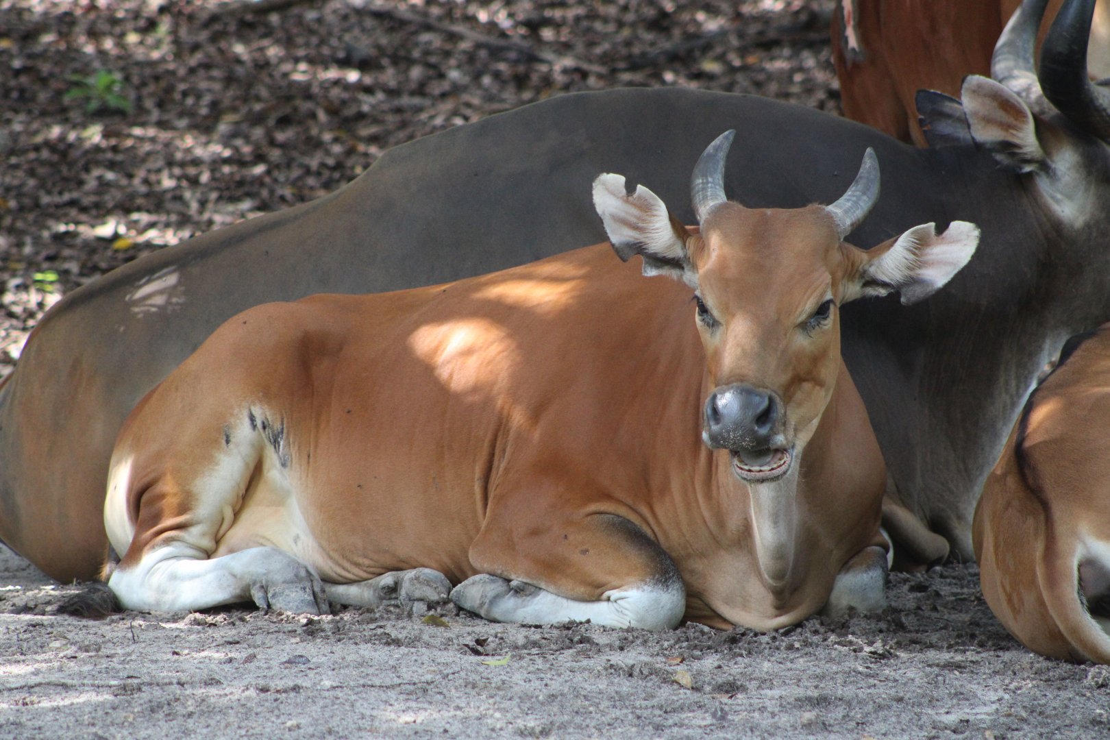 Javan Banteng (Bos javanicus javanicus)