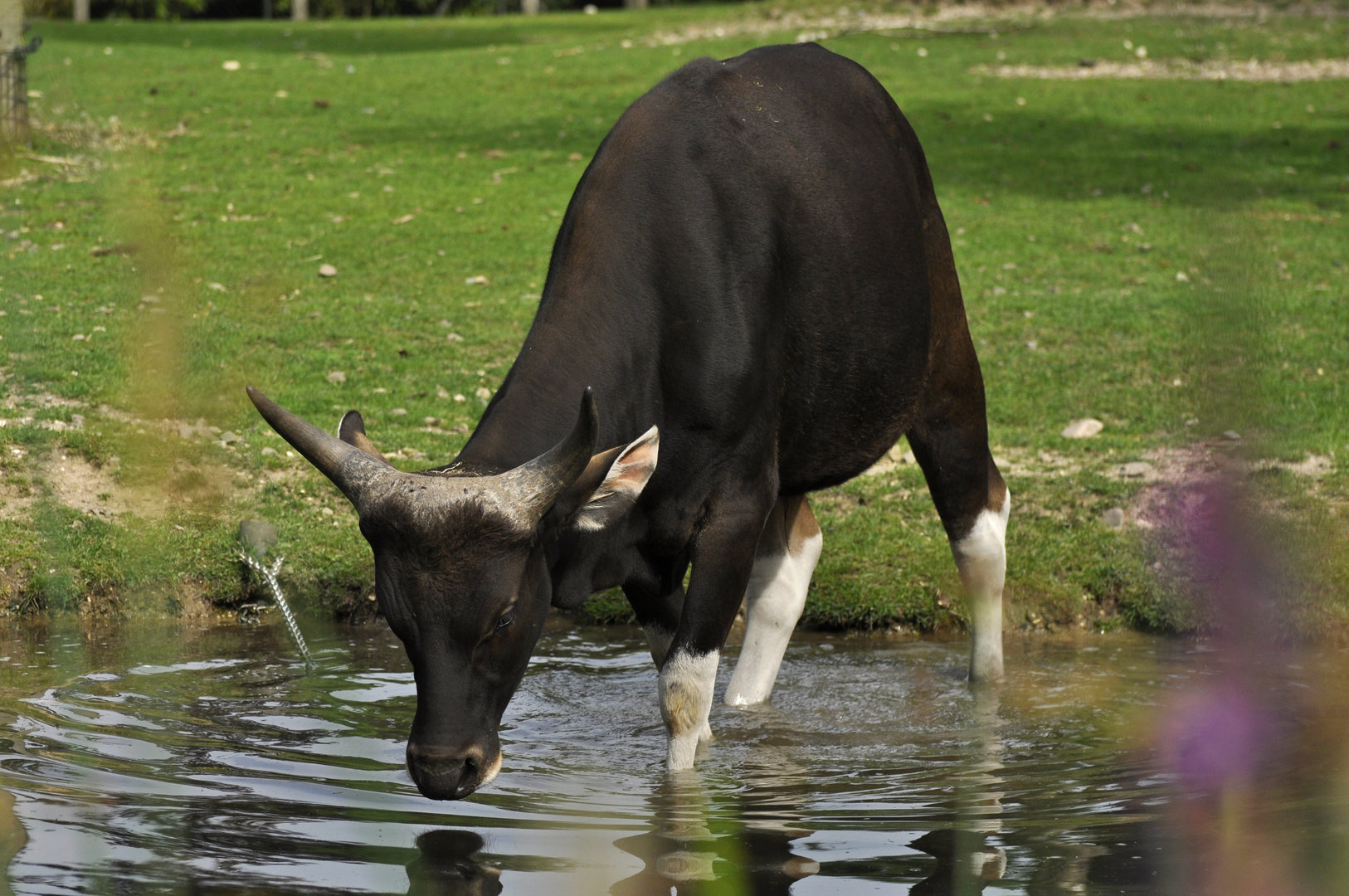 Javan banteng Bos javanicus