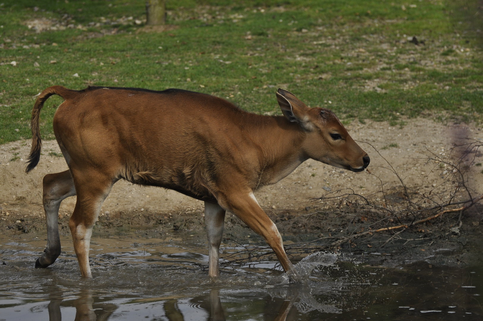 Javan banteng Bos javanicus