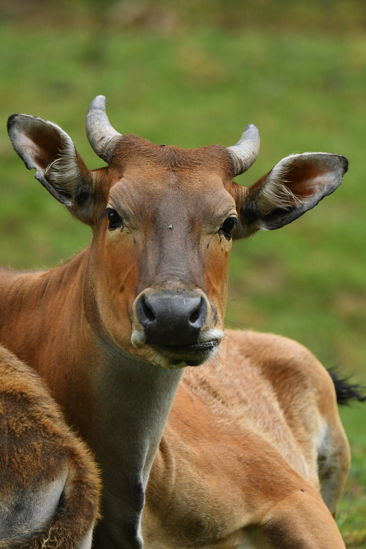 Javan banteng (Bos javanicus)