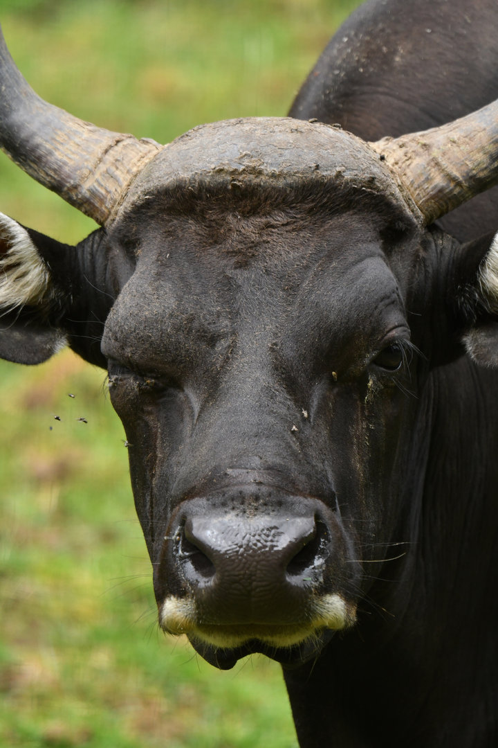 Javan banteng (Bos javanicus)