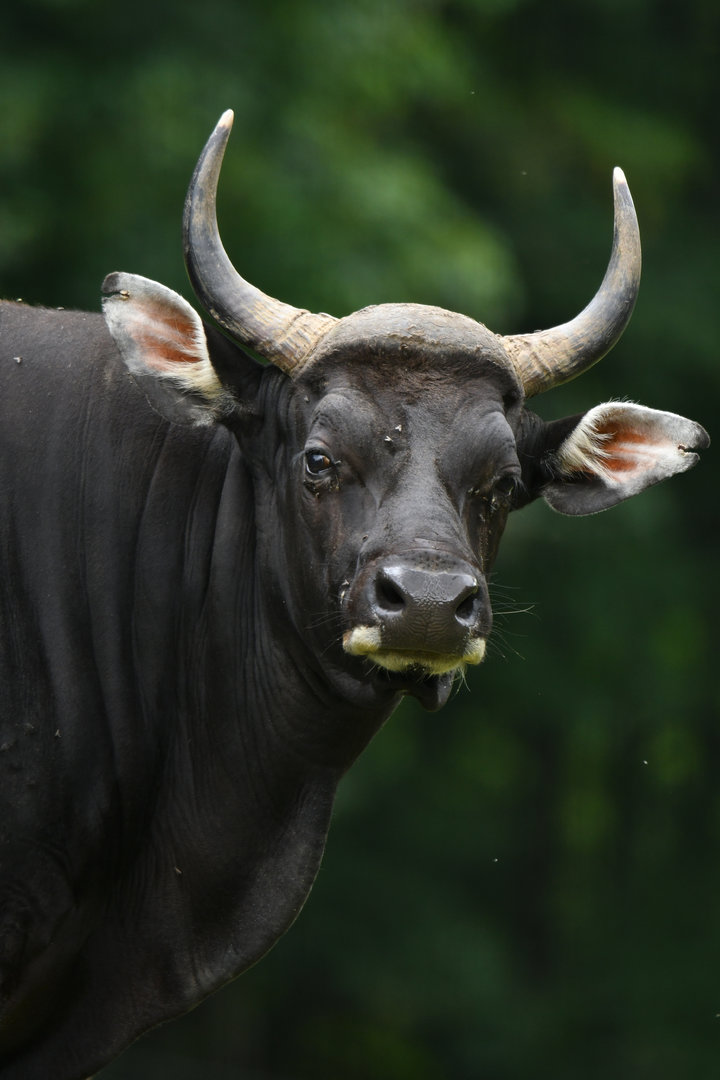 Javan banteng (Bos javanicus)