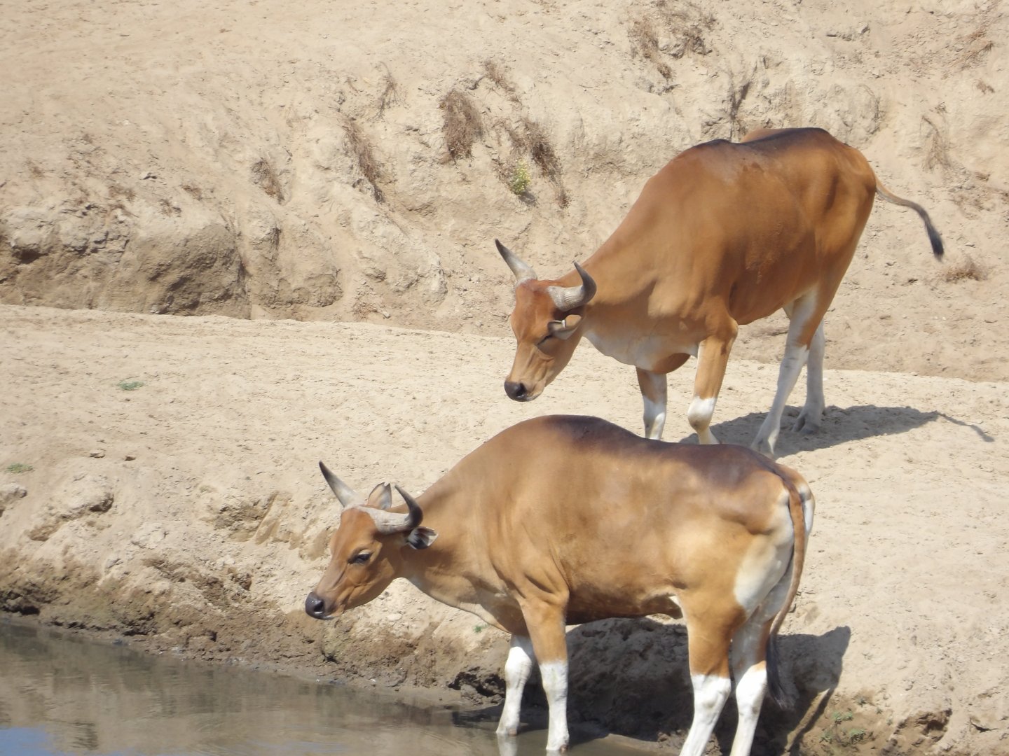 Javan Banteng(Bos javanicus)