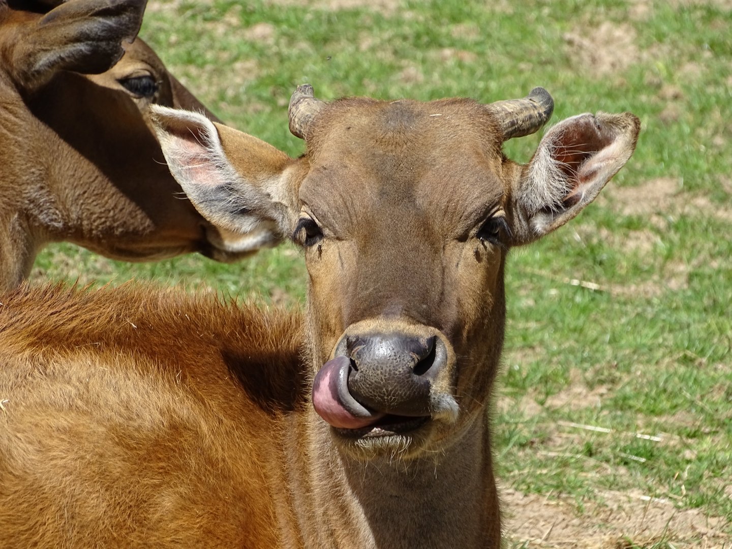 Javan banteng (Bos javanicus)