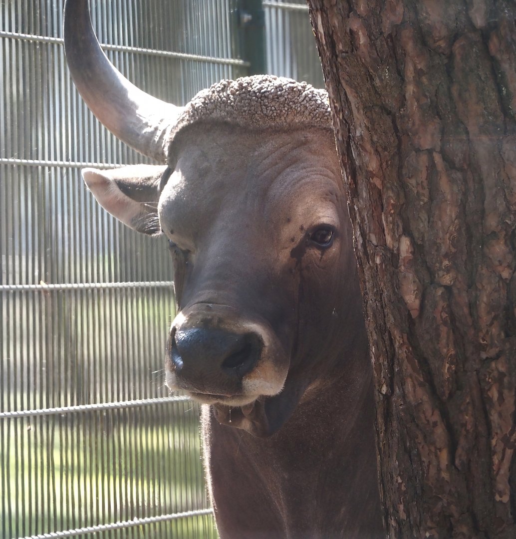 Javan banteng bull (Bos javanicus javanicus), 2025-04-30