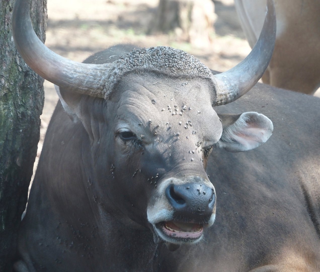 Javan banteng bull (Bos javanicus javanicus), 2025-04-30