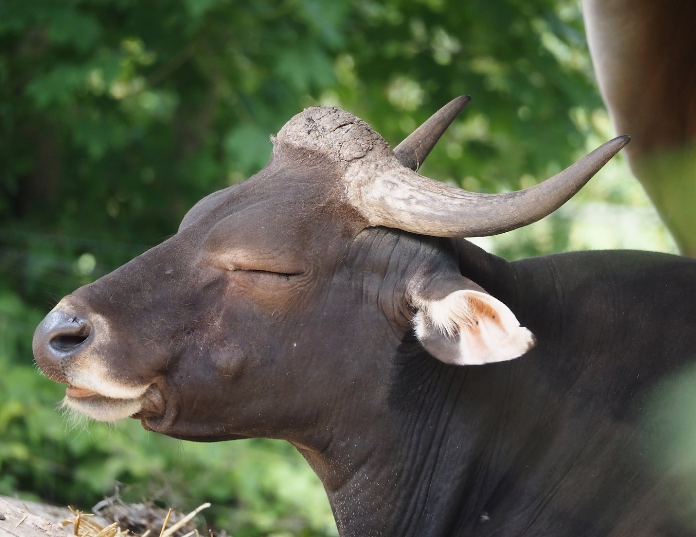 Javan banteng bull (Bos javanicus javanicus), 2025-05-17