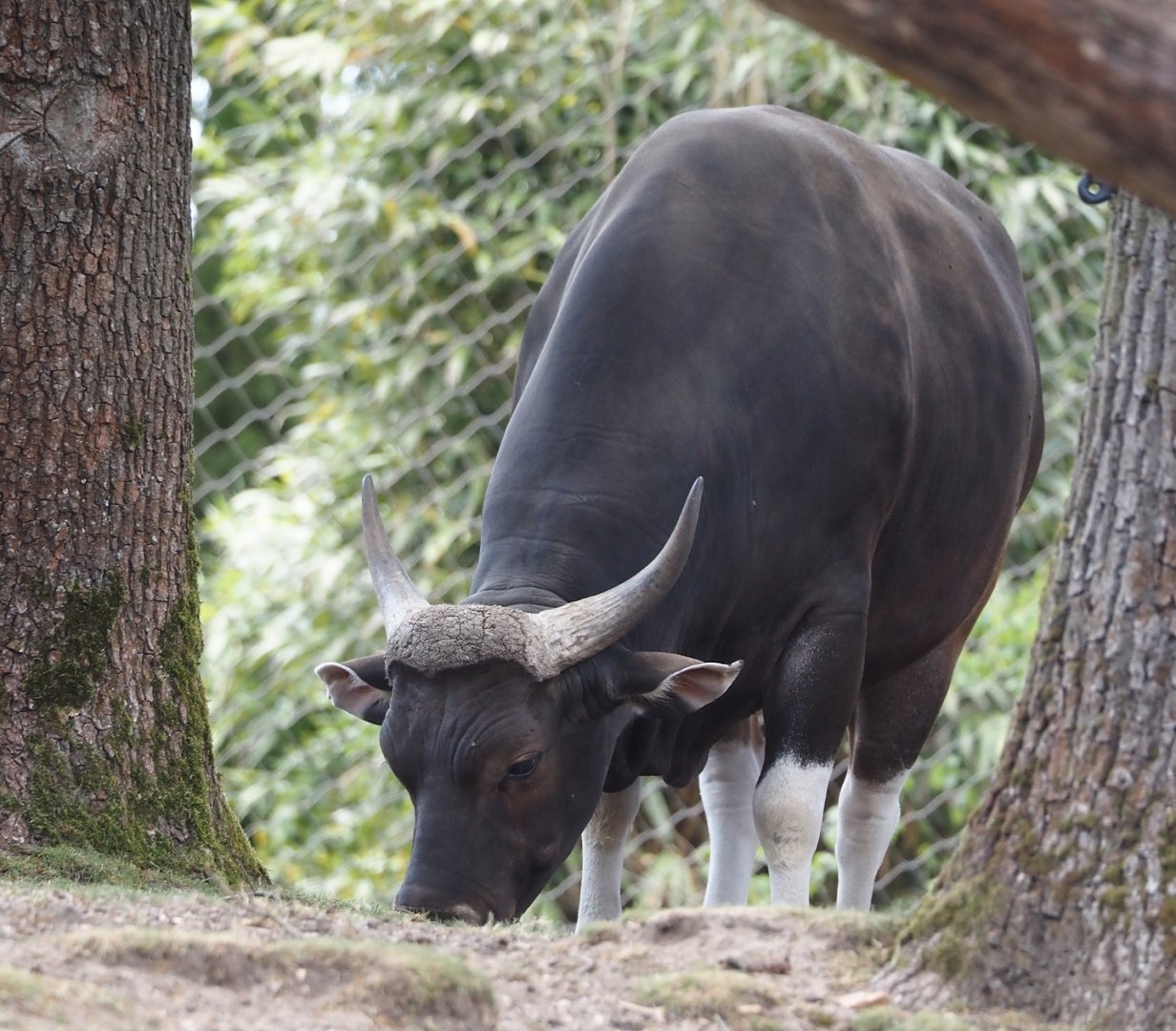 Javan banteng bull (Bos javanicus javanicus), 2025-05-17