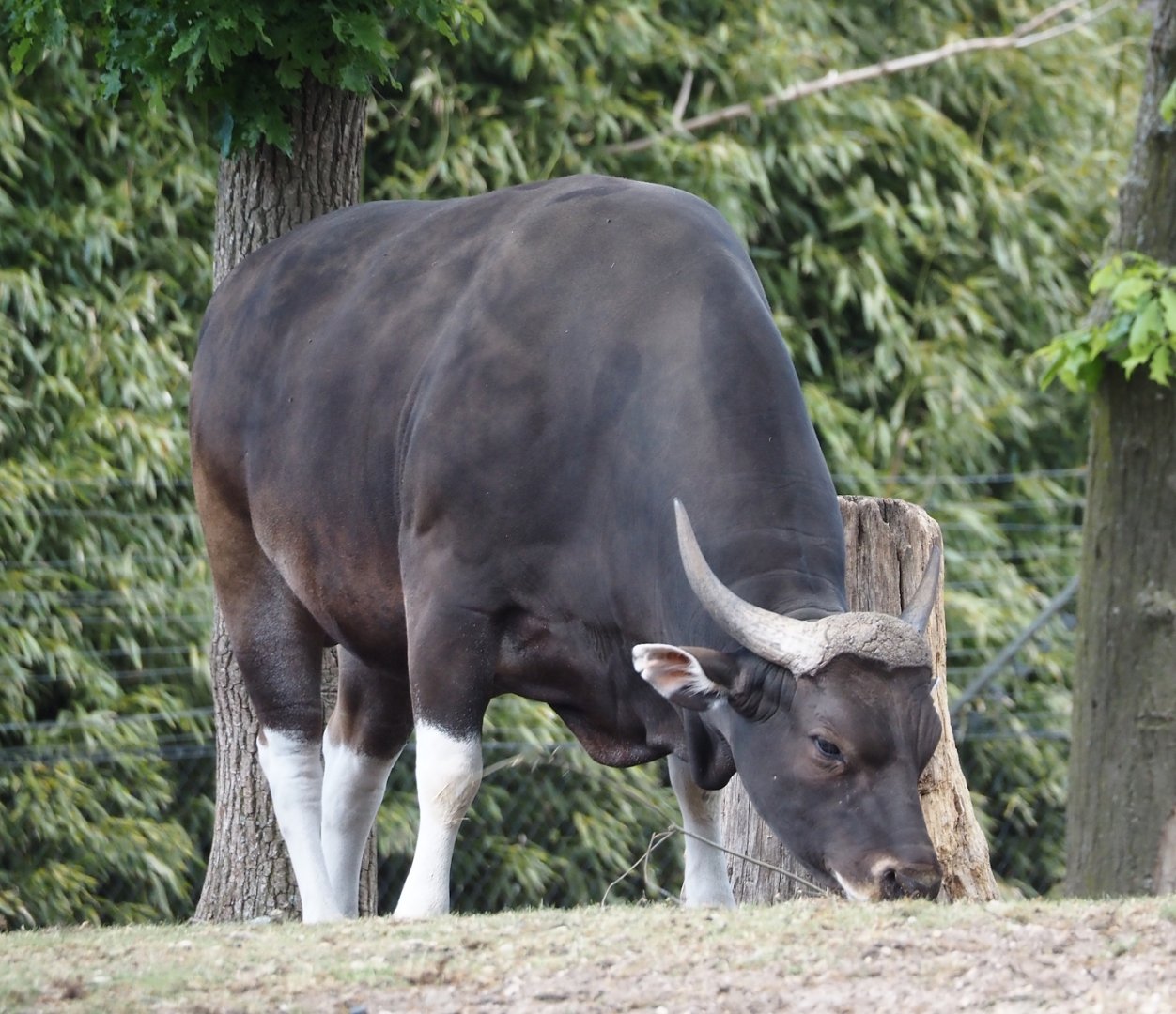 Javan banteng bull (Bos javanicus javanicus), 2025-05-17