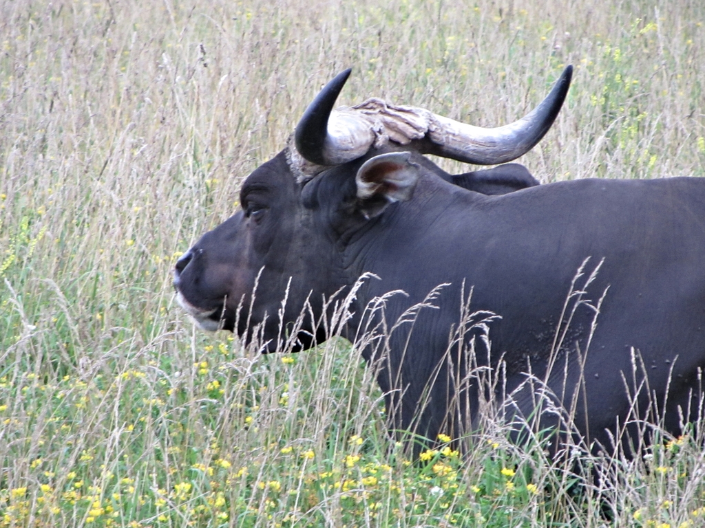 Javan Banteng Bull