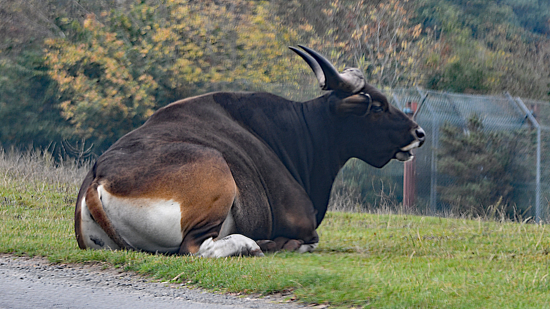 Javan banteng bull.