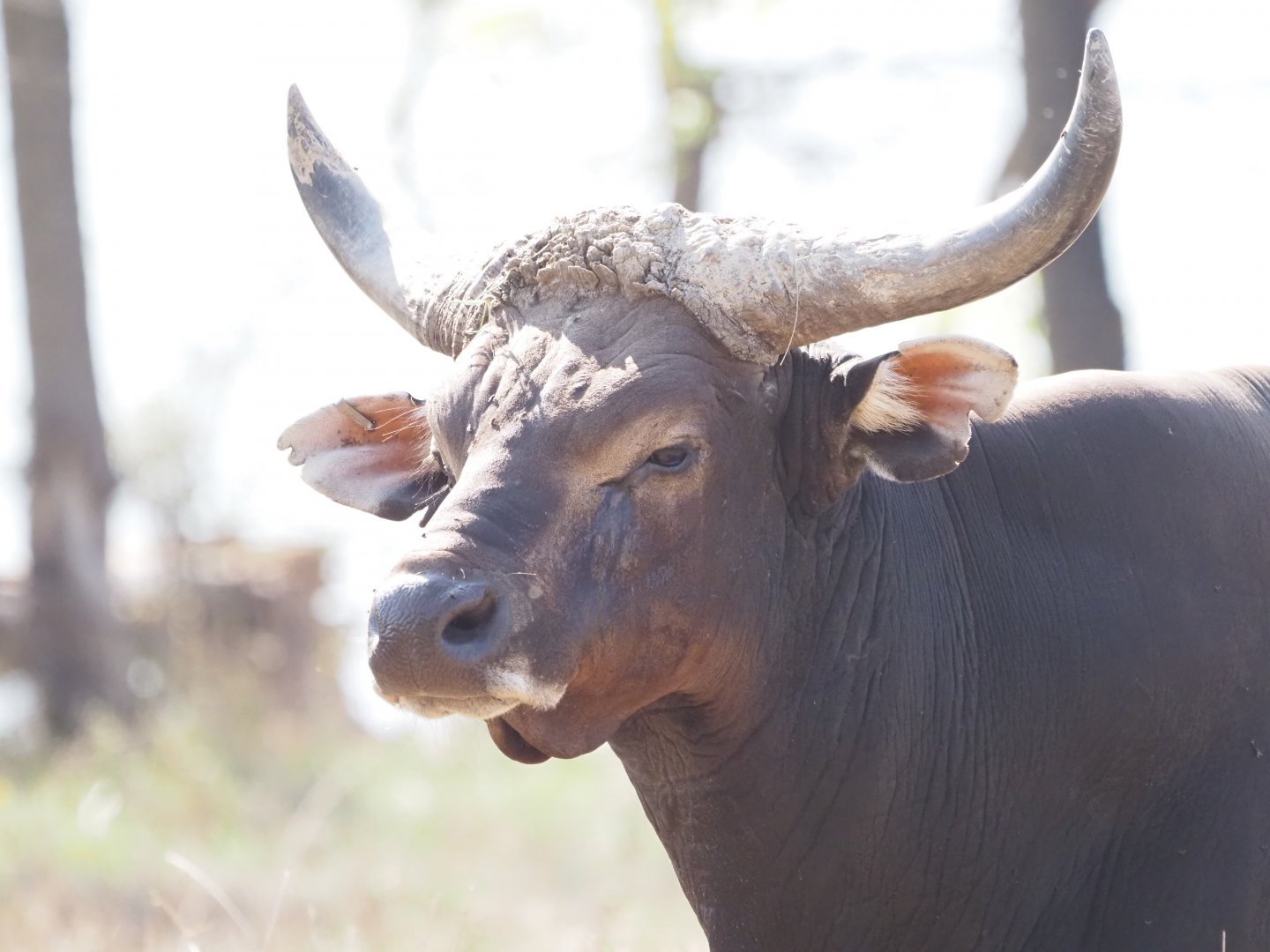 Javan Banteng Bull