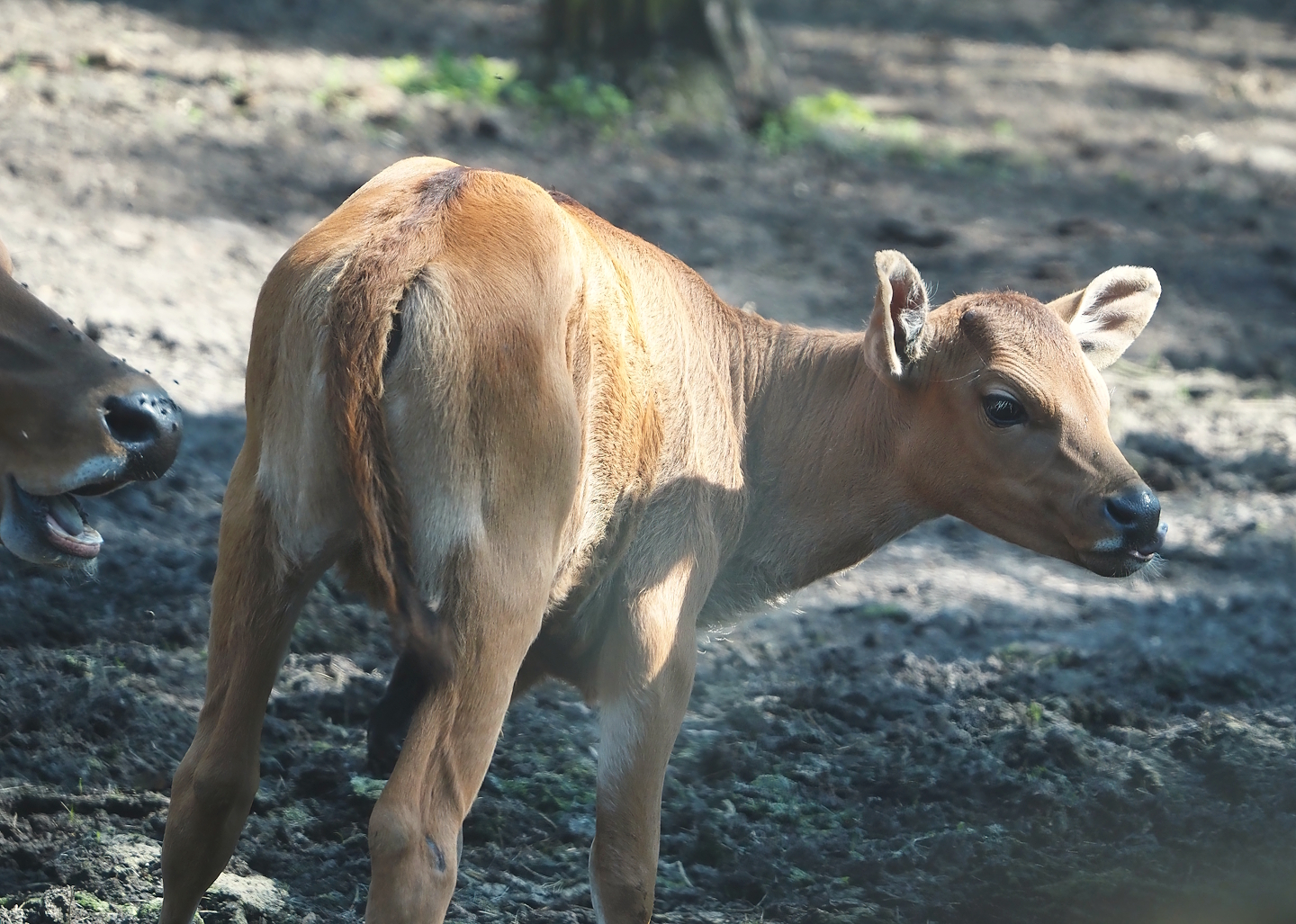 Javan banteng calf (Bos javanicus javanicus), 2025-04-30