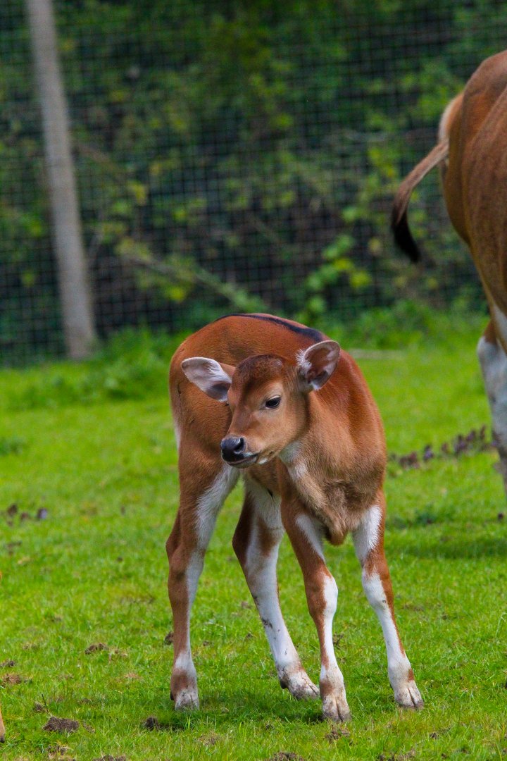 Javan Banteng Calf