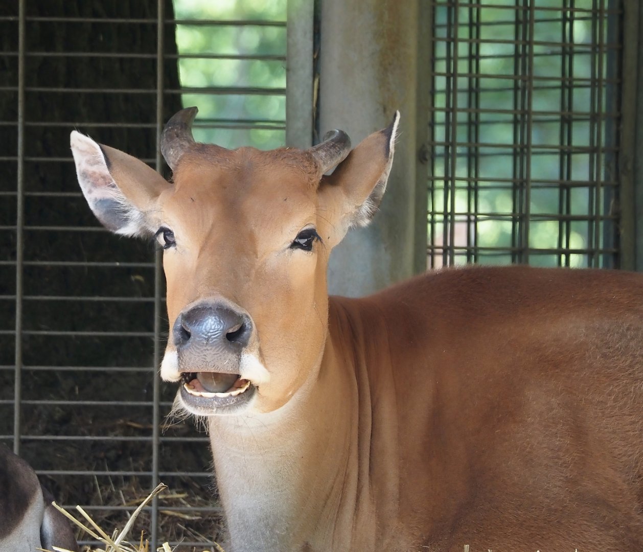 Javan banteng cow (Bos javanicus javanicus), 2025-05-17