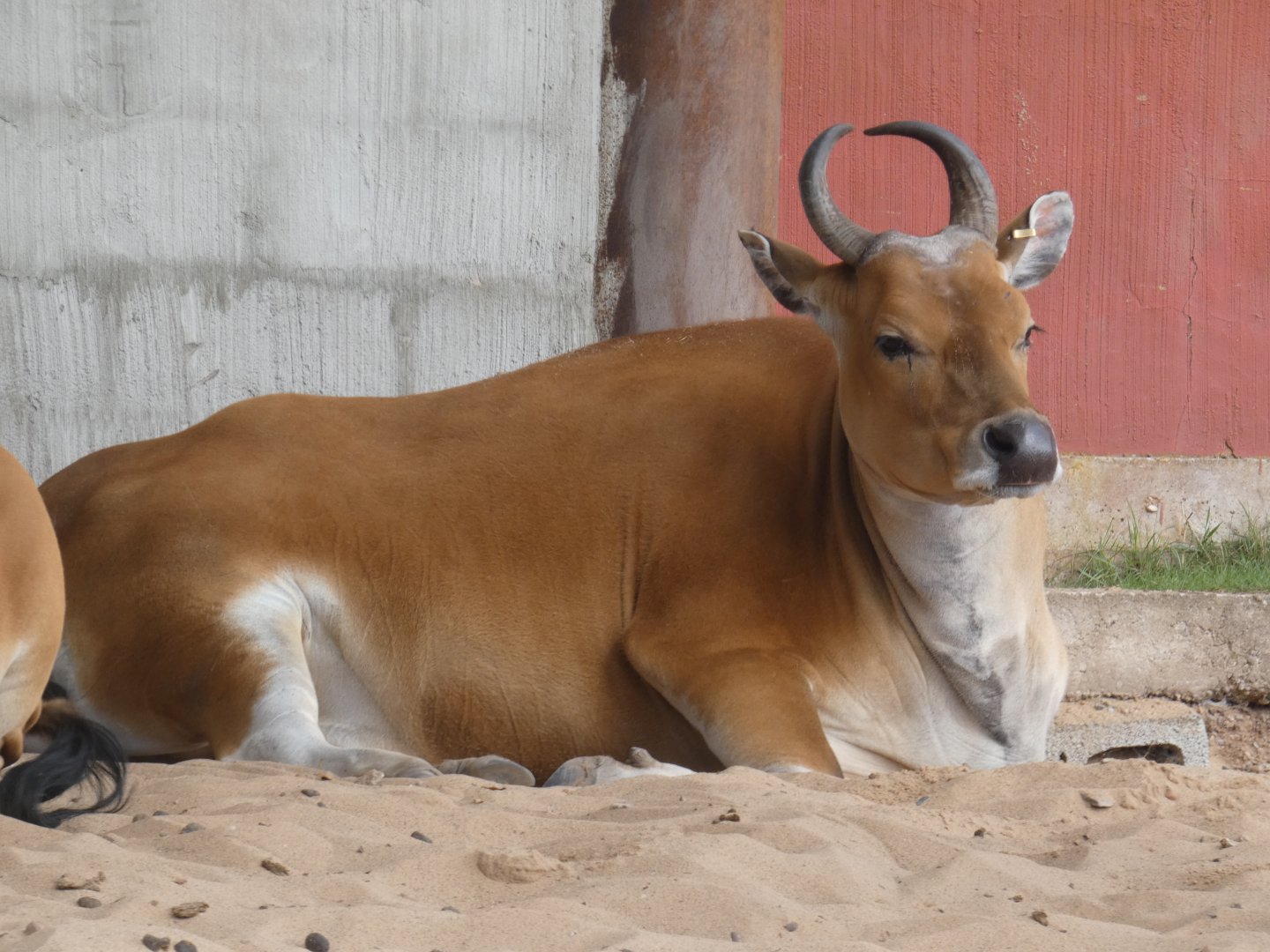 Javan banteng cow