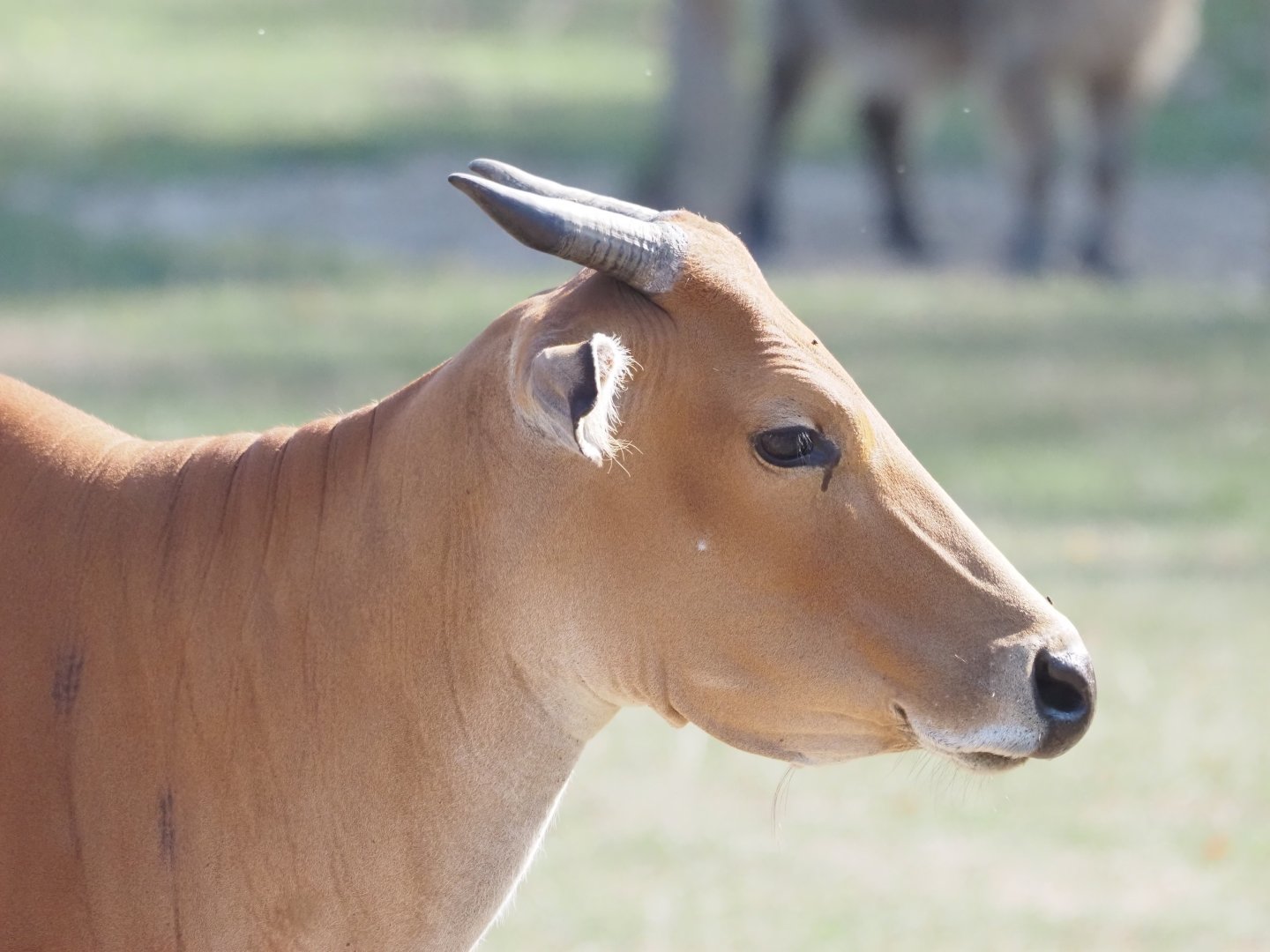 Javan Banteng Cow