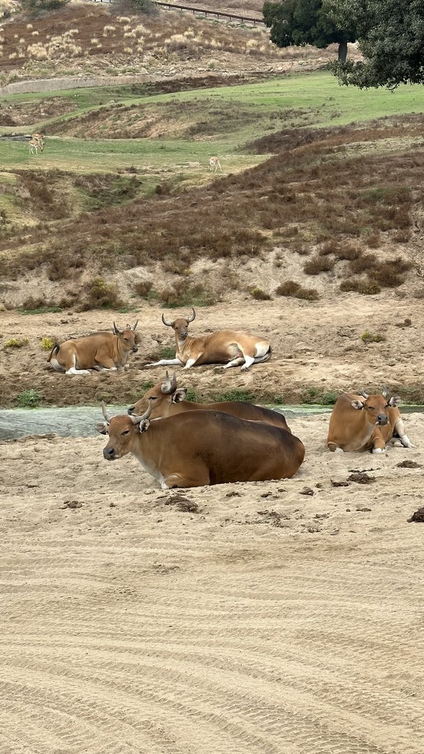 Javan Banteng Cows & Castrated Males