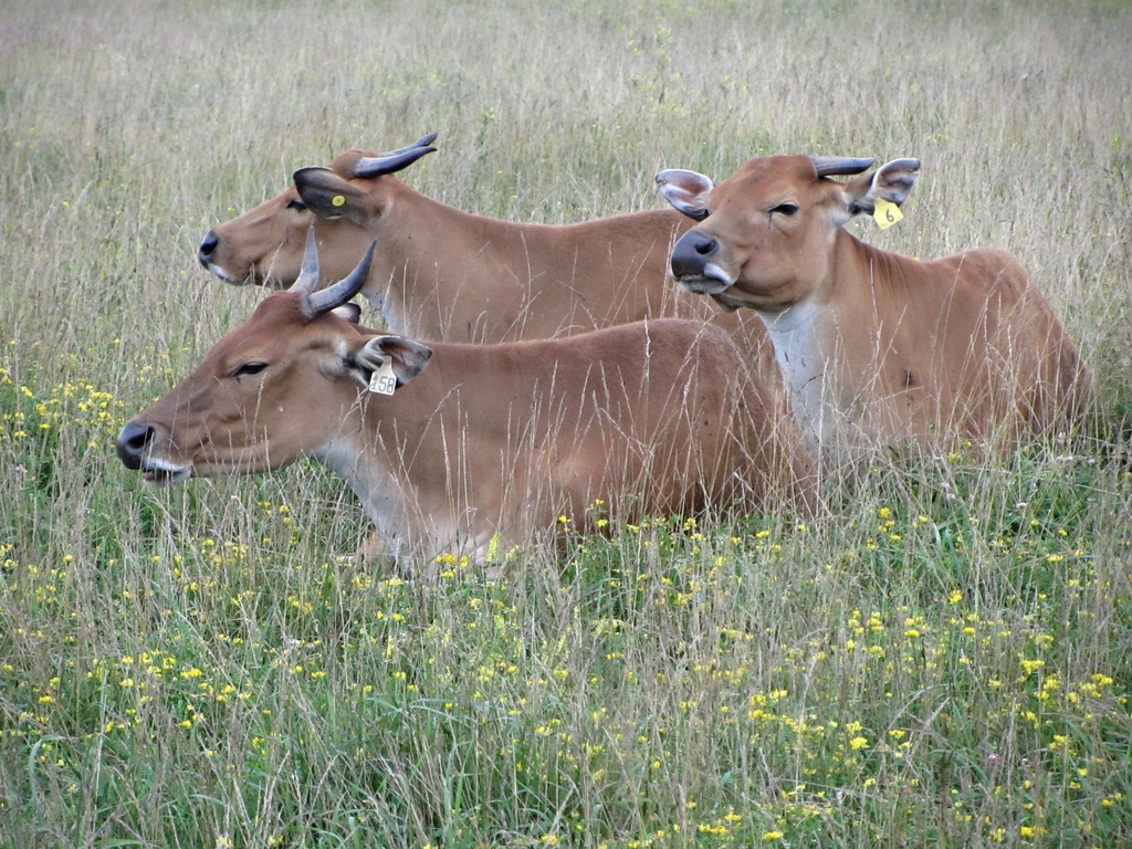 Javan Banteng Cows