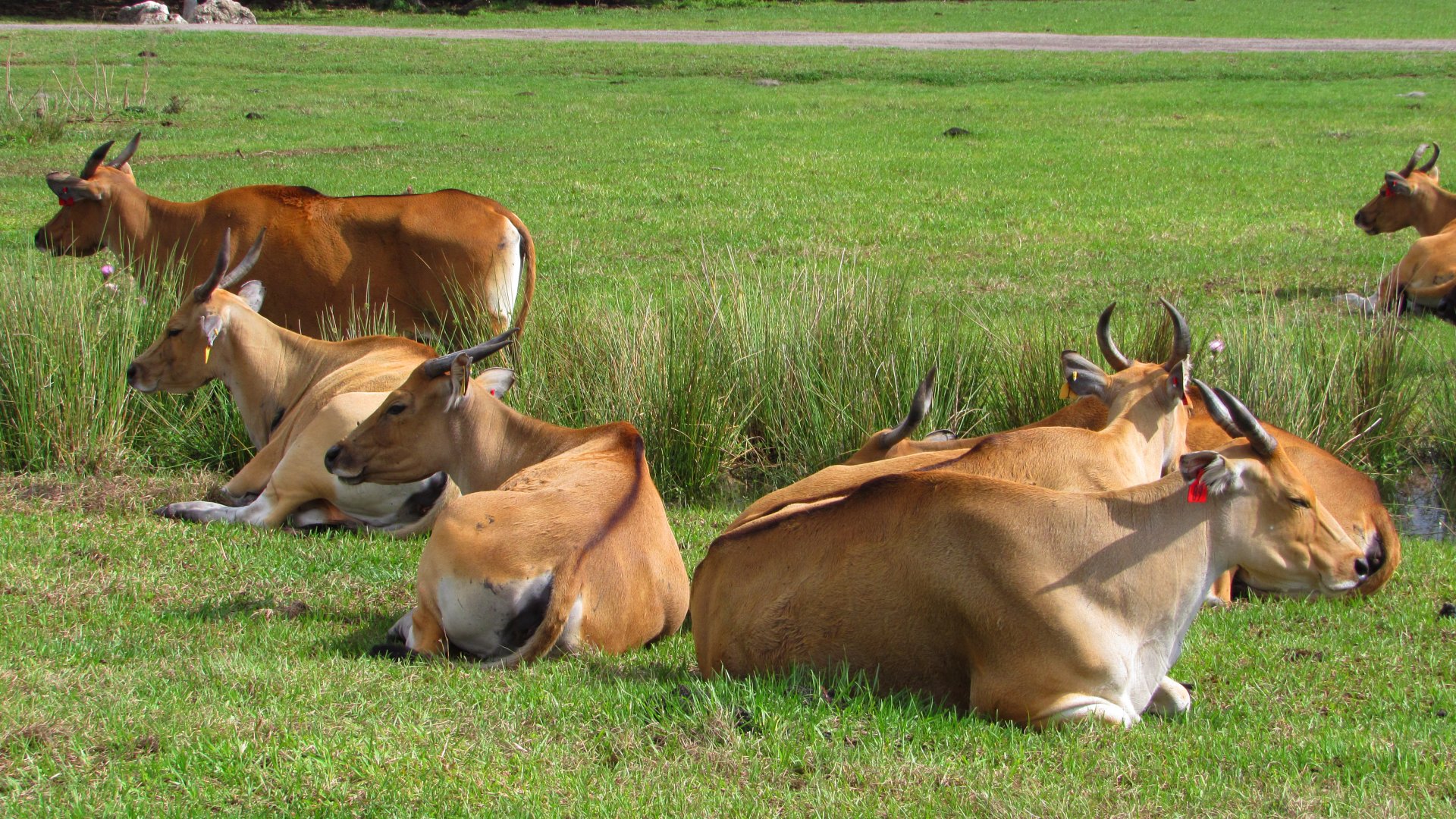 Javan Banteng Cows